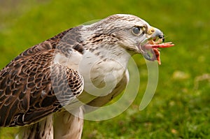 Saker Falcon eating