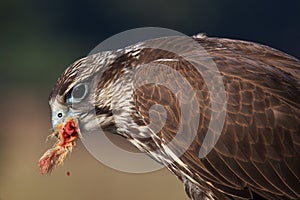 Saker Falcon eating his prey
