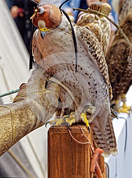 Saker Falcon with a eye mask on its head