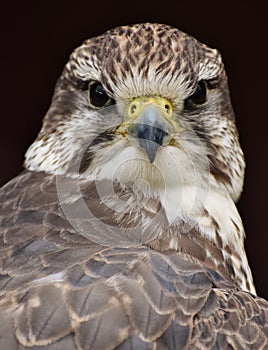 Saker Falcon Falco cherrug