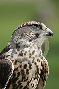 Saker Falcon (Falco cherrug)