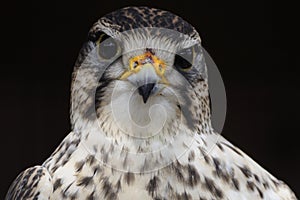 Saker Falcon ( Falco cherrug )