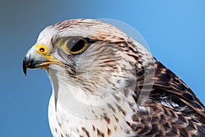 Saker Falcon. Falco cherrug.