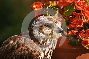 Saker falcon Falco cherrug