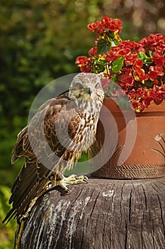 Saker falcon Falco cherrug