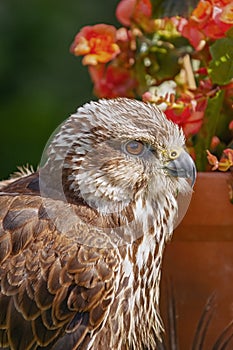 Saker falcon Falco cherrug