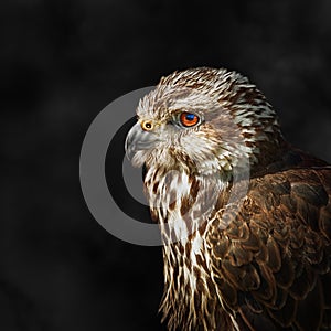 Saker falcon Falco cherrug