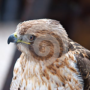 The Saker Falcon - Falco cherrug