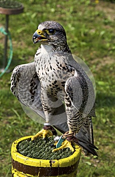Saker falcon, Falco cherrug