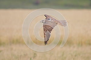 Saker falcon (Falco cherrug).