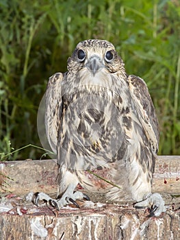 Saker falcon (Falco cherrug)