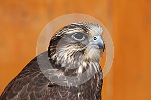 Saker falcon (Falco cherrug).