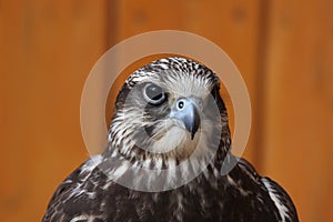 Saker falcon (Falco cherrug).