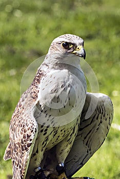 The saker falcon Falco cherrug