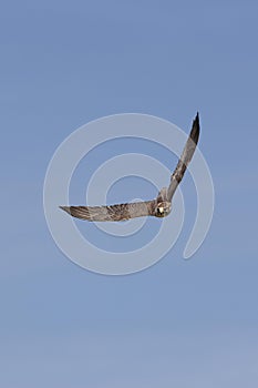 SAKER FALCON falco cherrug, ADULT IN FLIGHT AGAINST BLUE SKY