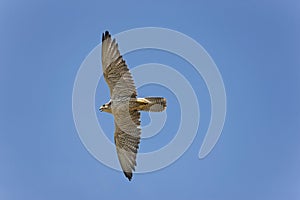 SAKER FALCON falco cherrug, ADULT IN FLIGHT AGAINST BLUE SKY