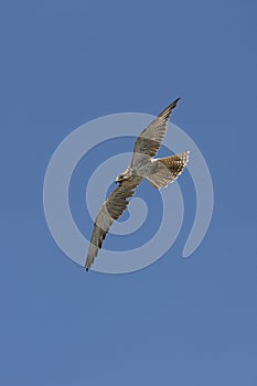 SAKER FALCON falco cherrug, ADULT IN FLIGHT AGAINST BLUE SKY