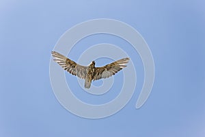 Saker Falcon, falco cherrug, Adult in Flight against Blue Sky