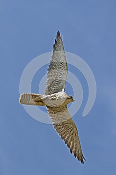 Saker Falcon, falco cherrug, Adult in Flight against Blue Sky