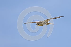 Saker Falcon, falco cherrug, Adult in Flight against Blue Sky