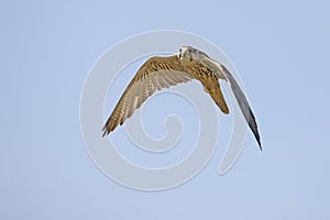 Saker Falcon, falco cherrug, Adult in Flight against Blue Sky