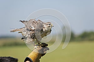 Saker Falcon, falco cherrug, Adult standing on Falconer`s Hand