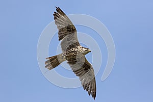 Saker falcon Falco cherrug bird of prey in flight