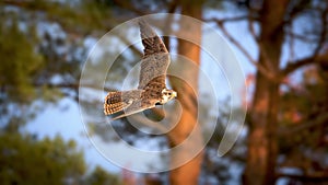 Saker falcon, Falco cherrug, bird of prey in flight