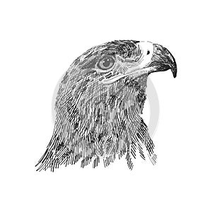 The saker falcon Falco cherrug black and white vector illustration. Hand drawn sketch drawing. Bird for falconry