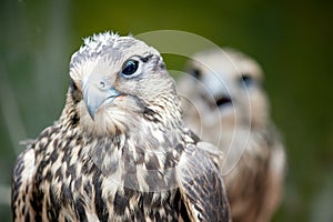 Saker Falcon, Falco cherrug, close-up portrait. Birds of prey