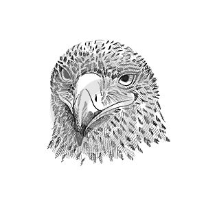 The saker falcon Falco cherrug , eagle black and white vector illustration. Hand drawn sketch drawing. Bird for falconry