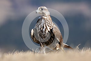 The saker falcon Falco cherrug female sitting on the ground in a yellow grass