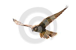 Saker falcon, falco cherrug, flying. On white background