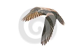 Saker falcon, falco cherrug, flying. On white background