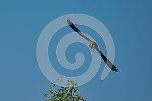 The saker falcon, Falco cherrug in a german nature park