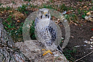 Saker Falcon, Falco cherrug, sitting on the stone, close up