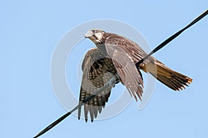 Saker falcon, falco cherrug, sitting on the wire