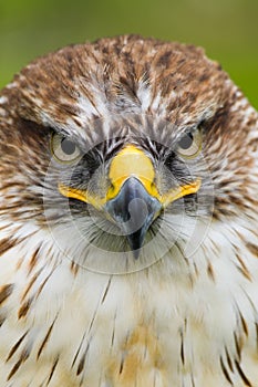 Saker Falcon/Ferruginous Hawk