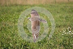 Saker falcon in flight