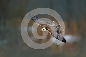 Saker falcon fly, Falco cherrug, bird of prey flight. Forest in cold winter, animal in nature habitat, Greece. Wildlife scene form