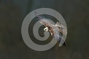 Saker falcon fly, Falco cherrug, bird of prey flight. Rare bird with white head. Forest in cold winter, animal in nature habitat,