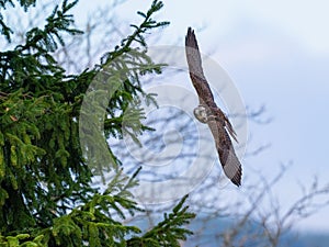 Saker falcon flying in The Bohemian Moravian Highlands.