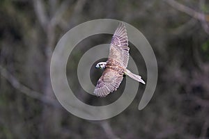 Saker falcon flying in The Bohemian Moravian Highlands.