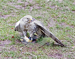 Saker falcon with food on ground