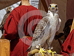 A Saker falcon on a gloved hand