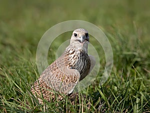 Saker falcon in grass