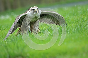 Saker falcon with extended wings