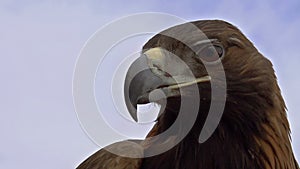 Saker Falcon Head