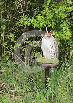 Saker falcon hunting