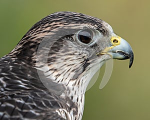 Saker Falcon III